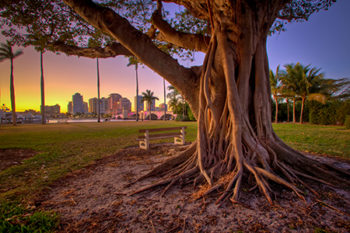 Banyan Tree at Royal Park Bridge Palm Beach Island Florida